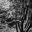 Snow Tree